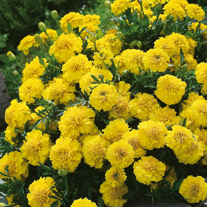 French Marigold " Yellow Jacket  " Exotic 30 Flower Seeds