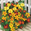 French Marigold " Favourite Mixed  " Exotic 30 Flower Seeds