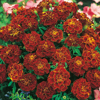 French Marigold 