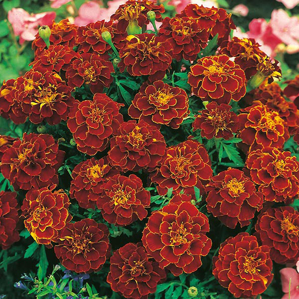 French Marigold " Red Cherry  " Exotic 30 Flower Seeds