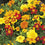 French Marigold " Disco Mixed  " Exotic 30 Flower Seeds