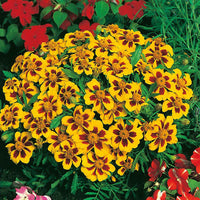 French Marigold 