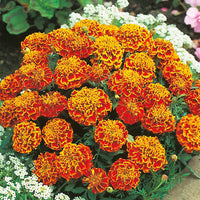 French Marigold 