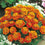 French Marigold " Honeycomb  " Exotic 30 Flower Seeds