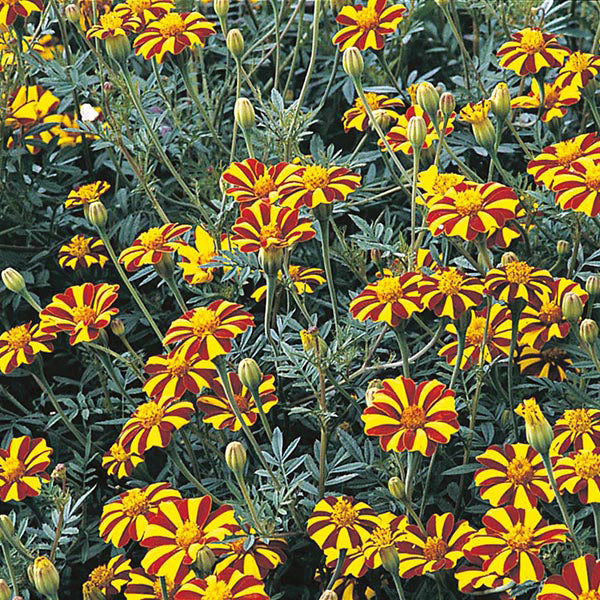 French Marigold " Scotch Prize  " Exotic 30 Flower Seeds