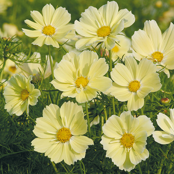 Cosmos " Xanthos  " Exotic 30 Flower Seeds