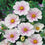 Cosmos " Flush  " Exotic 30 Flower Seeds