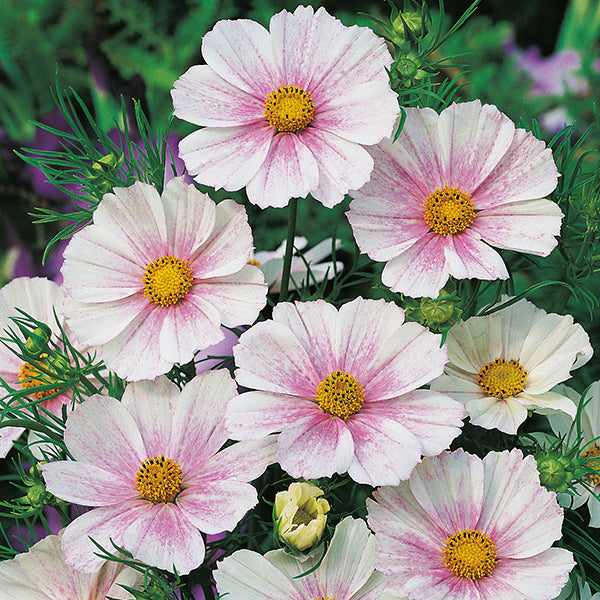 Cosmos " Flush  " Exotic 30 Flower Seeds