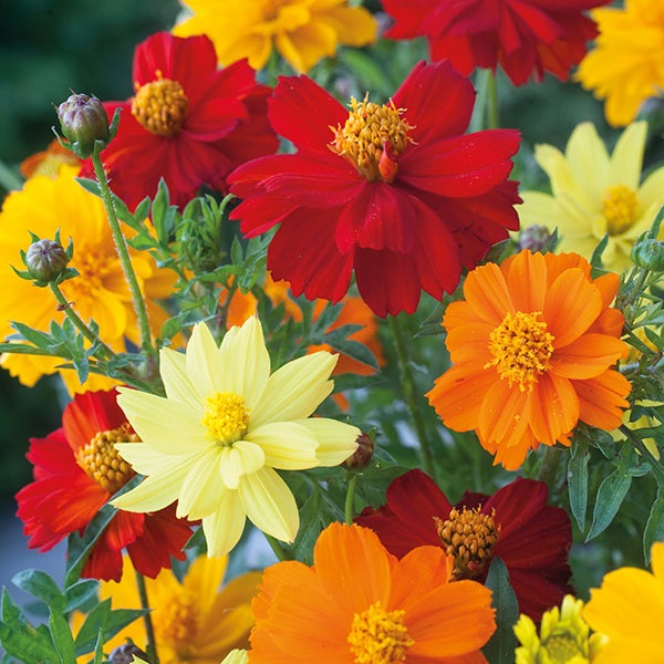 Cosmos " Brightness Mixed  " Exotic 30 Flower Seeds