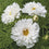 Cosmos " Double Dutch White  " Exotic 30 Flower Seeds