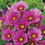 Cosmos " Dark Rose  " Exotic 30 Flower Seeds