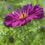 Cosmos " Fizzy Purple  " Exotic 30 Flower Seeds