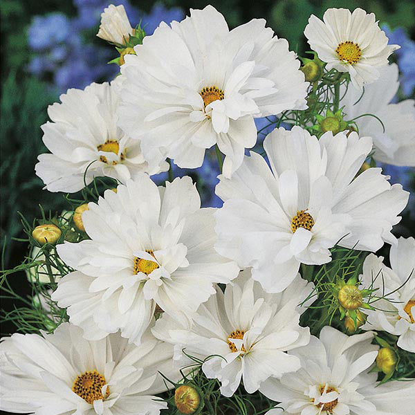 Cosmos " Psyche White  " Exotic 30 Flower Seeds