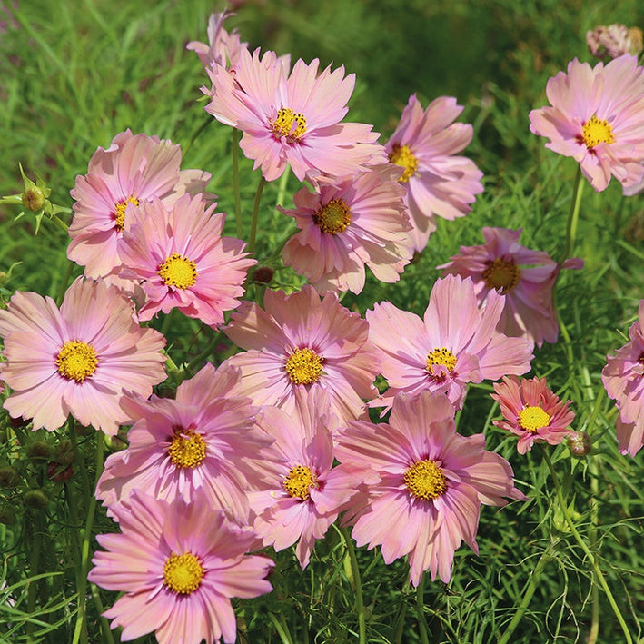 Cosmos " Apricotta  " Exotic 30 Flower Seeds