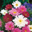 Cosmos " Double Click Mixed  " Exotic 30 Flower Seeds