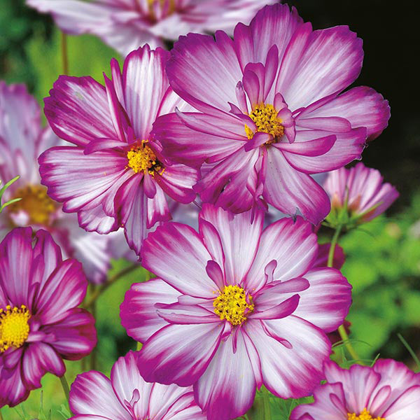 Cosmos " Sweet Kisses  " Exotic 30 Flower Seeds