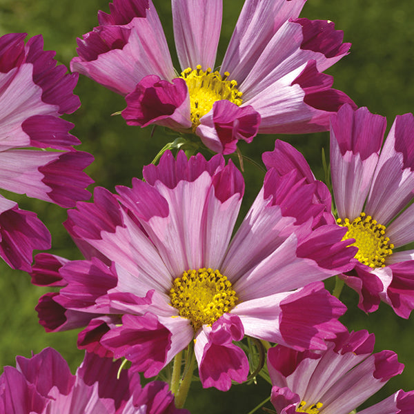 Cosmos " Seashells Red  " Exotic 30 Flower Seeds