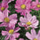 Cosmos " Sensation Pinkie  " Exotic 30 Flower Seeds