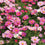 Cosmos " Dwarf-Sensation  " Exotic 30 Flower Seeds