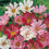 Cosmos " Seashells Mixed  " Exotic 30 Flower Seeds