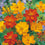 Cosmos " Klondyke Mixed  " Exotic 30 Flower Seeds