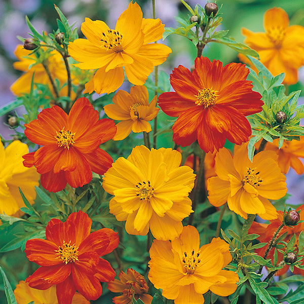 Cosmos " Klondyke Mixed  " Exotic 30 Flower Seeds