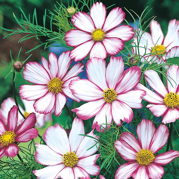 Cosmos " Candy Stripe  " Exotic 30 Flower Seeds