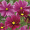 Cosmos " Rubenza  " Exotic 30 Flower Seeds