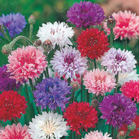 Cornflower 