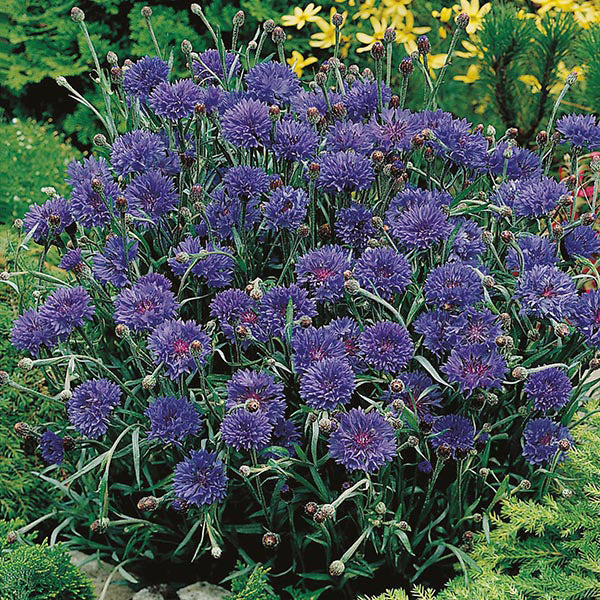 Cornflower " Midget Blue  " Exotic 30 Flower Seeds