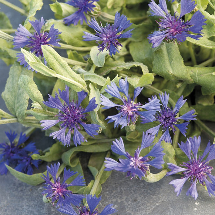 Cornflower " Blue Carpet  " Exotic 30 Flower Seeds