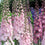 Delphinium " Pink Shades  " Exotic 50 Flower Seeds