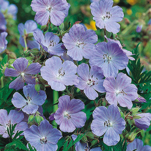 Geranium " Meadow Cranesbill  " Exotic 20 Flower Seeds