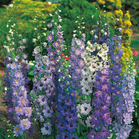 Delphinium 