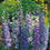 Delphinium " Giants Mixed  " Exotic 50 Flower Seeds