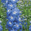 Delphinium " Sky Blue  " Exotic 50 Flower Seeds