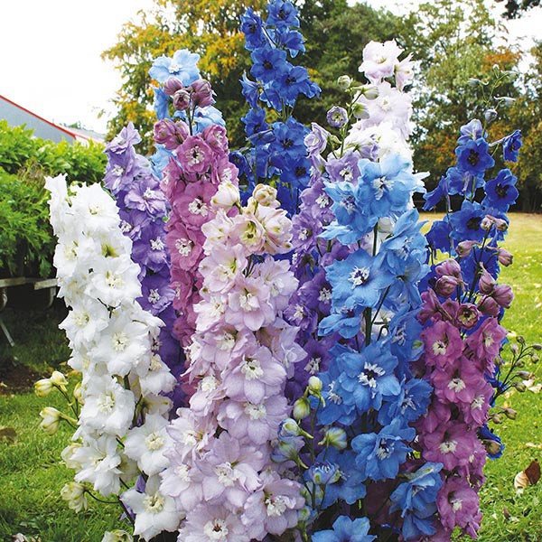 Delphinium " High Society Mixed  " Exotic 50 Flower Seeds