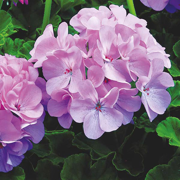 Geranium " Quicksilver  " Exotic 20 Flower Seeds