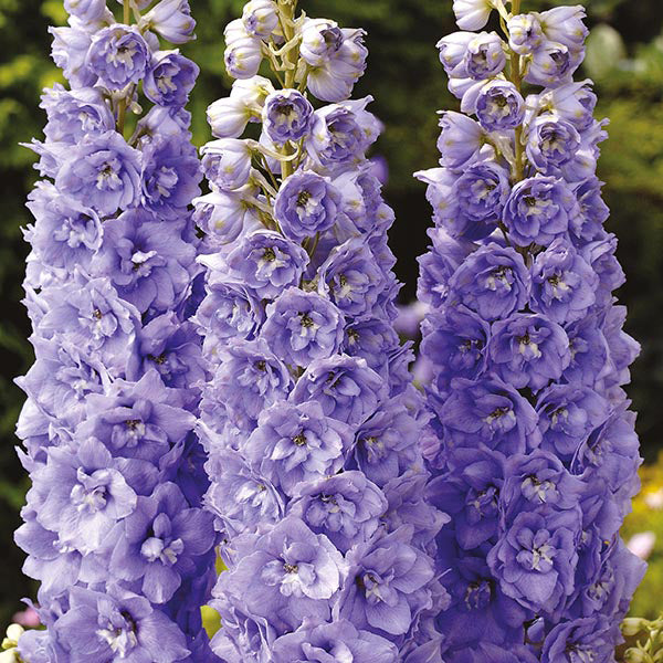 Delphinium " Centurion Lavender  " Exotic 50 Flower Seeds