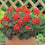 Geranium " Magic Red  " Exotic 20 Flower Seeds