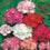 Geranium " Mixed F2  " Exotic 20 Flower Seeds