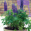 Lupin " Gallery Blue  " Exotic 20 Flower Seeds