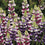 Lupin " Bicolour Mix  " Exotic 20 Flower Seeds