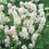 Lupin " Snow Pixie  " Exotic 20 Flower Seeds