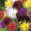 Dahlia " Hybrids Mixed  " Exotic 30 Flower Seeds