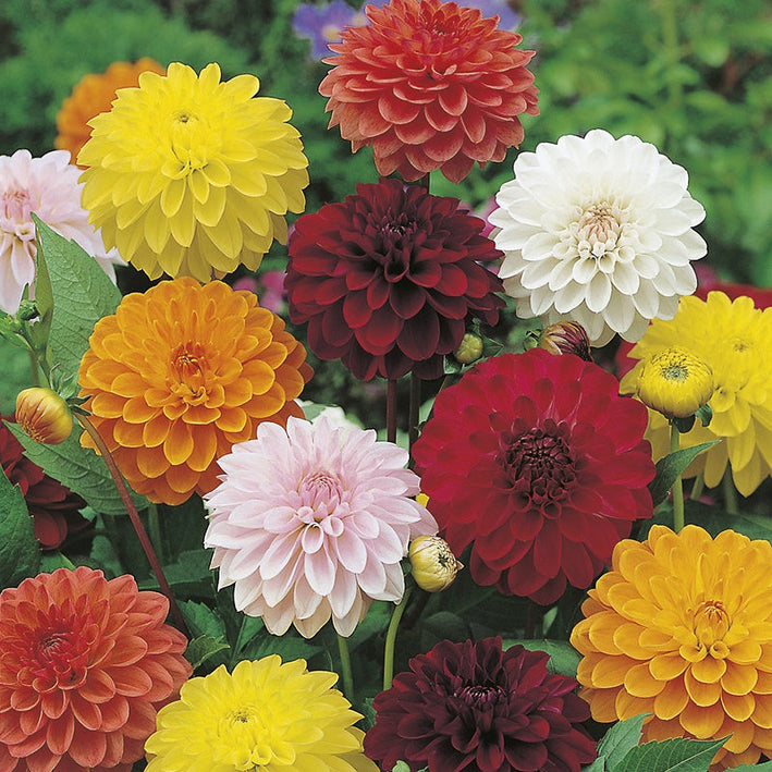 Dahlia " Showpiece  " Exotic 30 Flower Seeds