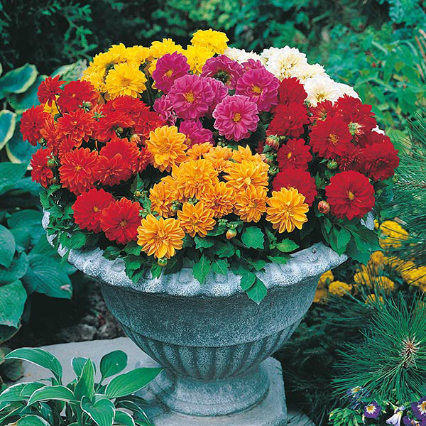 Dahlia " Dwarf Double Mixed  " Exotic 30 Flower Seeds