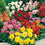 Dahlia " Figaro Mixed  " Exotic 30 Flower Seeds