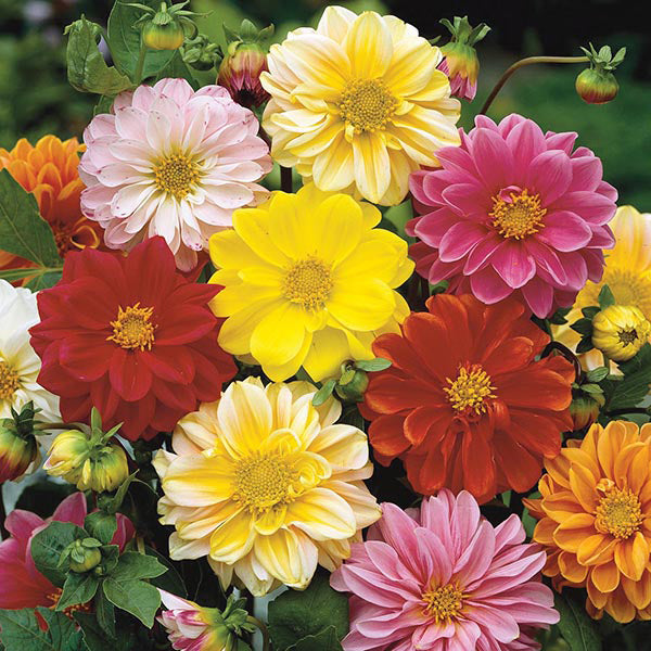 Dahlia " Bambino Mixed  " Exotic 30 Flower Seeds