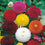 Dahlia " Pompon Mixed  " Exotic 30 Flower Seeds